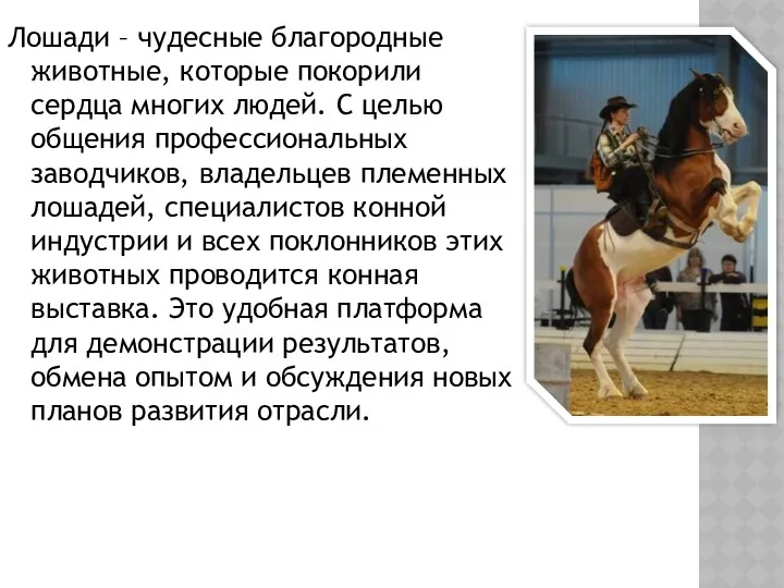 Лошади – чудесные благородные животные, которые покорили сердца многих людей. С целью общения