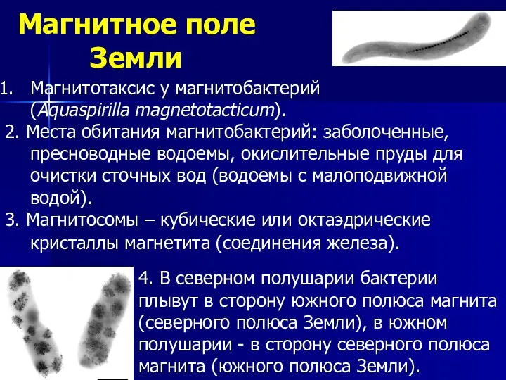 Магнитотаксис у магнитобактерий (Aquaspirilla magnetotacticum). 2. Места обитания магнитобактерий: заболоченные,