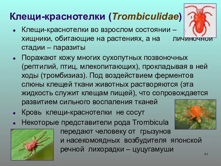 Клещи-краснотелки во взрослом состоянии – хищники, обитающие на растениях, а