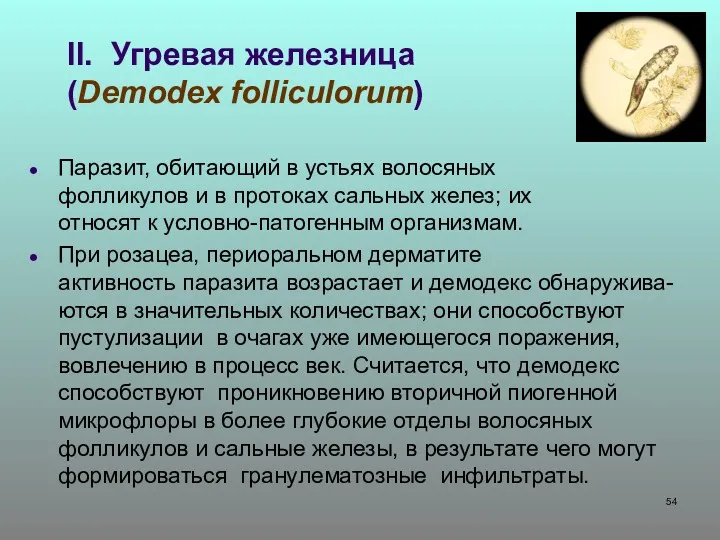 II. Угревая железница (Demodex folliculorum) Паразит, обитающий в устьях волосяных