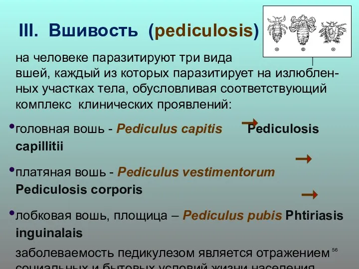 III. Вшивость (pediculosis) на человеке паразитируют три вида вшей, каждый