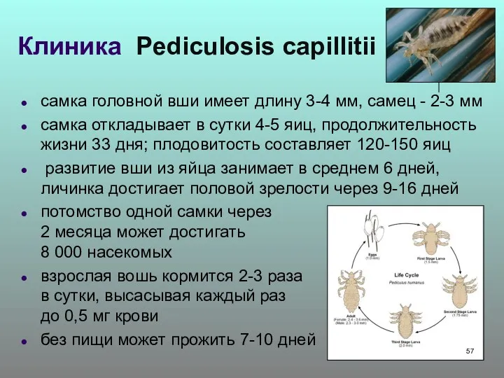 самка головной вши имеет длину 3-4 мм, самец - 2-3