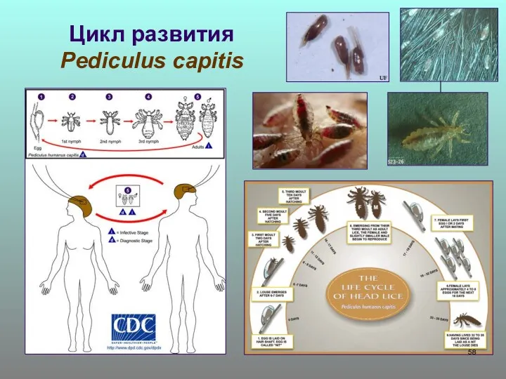 Цикл развития Pediculus capitis