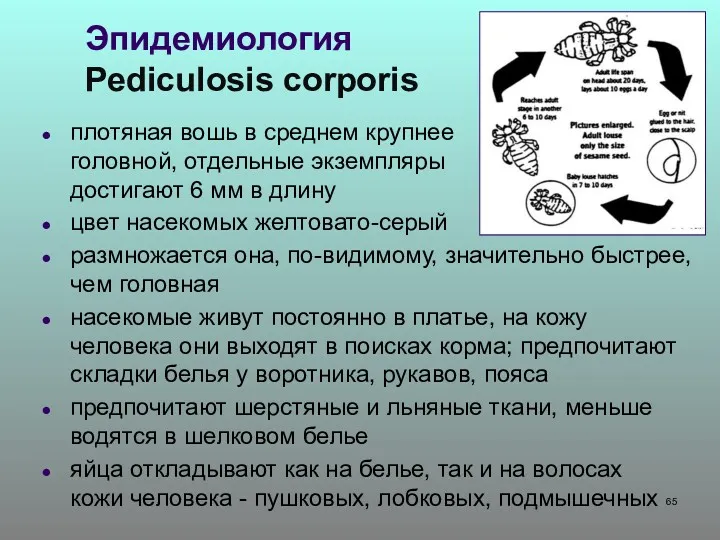 Эпидемиология Pediculosis corporis плотяная вошь в среднем крупнее головной, отдельные