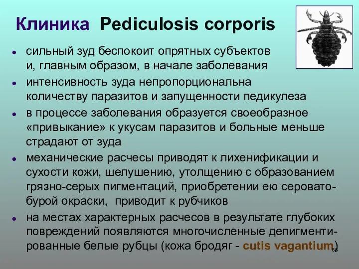 Клиника Pediculosis corporis сильный зуд беспокоит опрятных субъектов и, главным