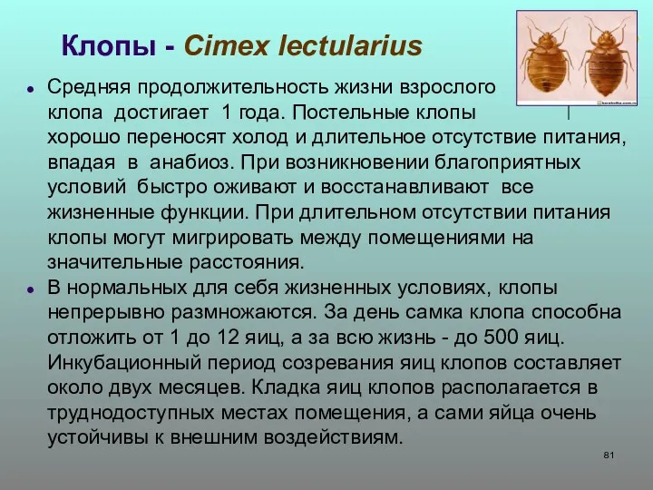 Клопы - Cimex lectularius Средняя продолжительность жизни взрослого клопа достигает