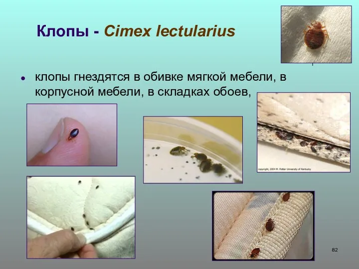 Клопы - Cimex lectularius клопы гнездятся в обивке мягкой мебели, в корпусной мебели, в складках обоев,