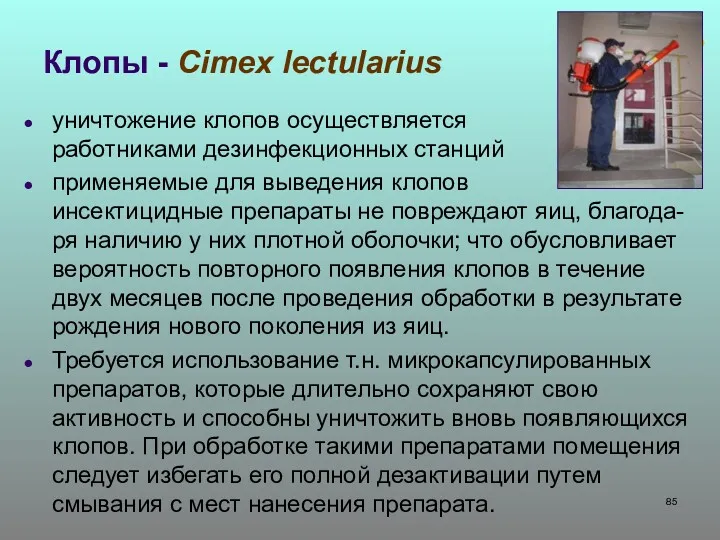 Клопы - Cimex lectularius уничтожение клопов осуществляется работниками дезинфекционных станций