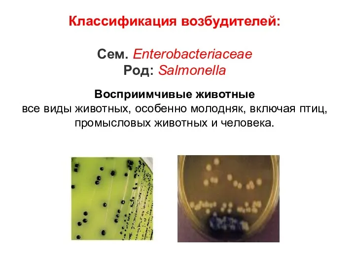 Классификация возбудителей: Сем. Enterobacteriaceae Род: Salmonella Восприимчивые животные все виды