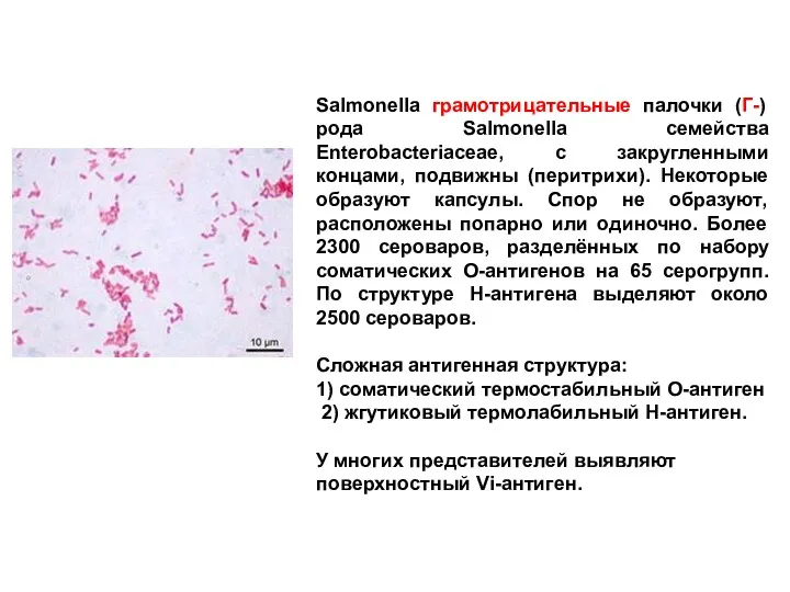 Salmonella грамотрицательные палочки (Г-) рода Salmonella семейства Enterobacteriaceae, с закругленными
