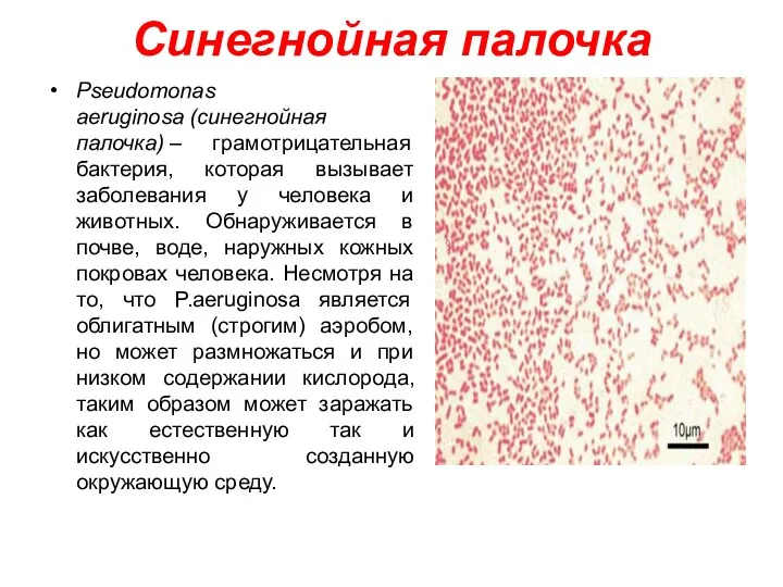 Синегнойная палочка Pseudomonas aeruginosa (синегнойная палочка) – грамотрицательная бактерия, которая