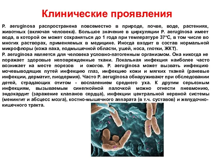 Клинические проявления P. аeruginosa распространена повсеместно в природе, почве, воде,