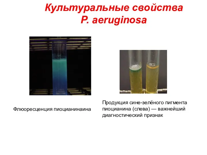 Флюоресценция пиоцианинаина Продукция сине-зелёного пигмента пиоцианина (слева) — важнейший диагностический признак Культуральные свойства P. аeruginosa