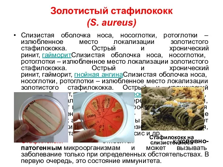 Золотистый стафилококк (S. aureus) Слизистая оболочка носа, носоглотки, ротоглотки –