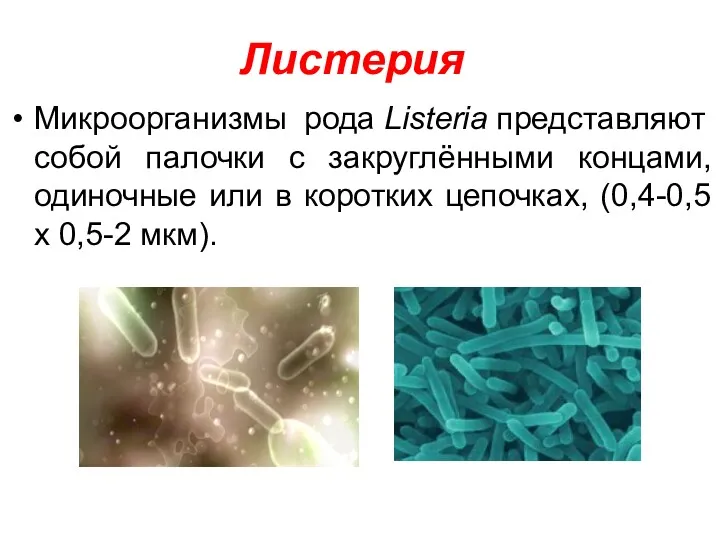 Листерия Микроорганизмы рода Listeria представляют собой палочки с закруглёнными концами,