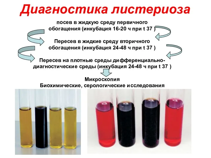 Диагностика листериоза посев в жидкую среду первичного обогащения (инкубация 16-20