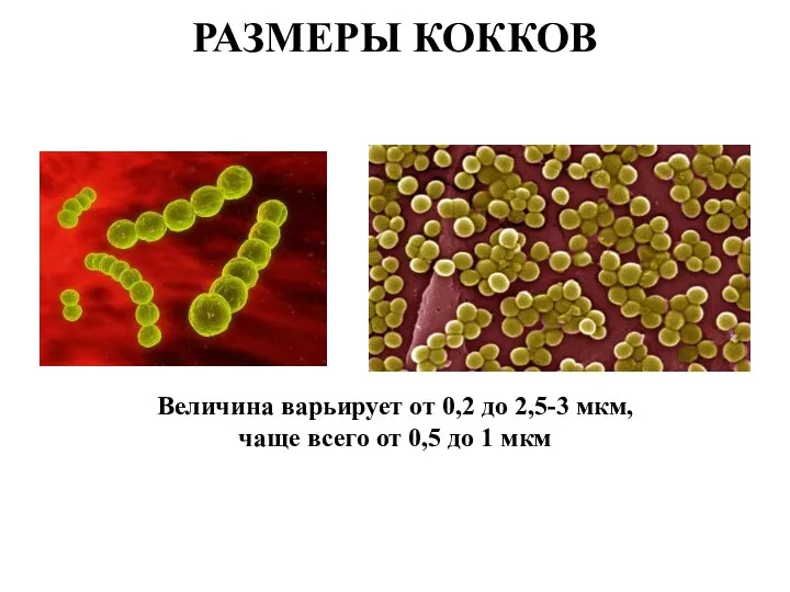 РАЗМЕРЫ КОККОВ Величина варьирует от 0,2 до 2,5-3 мкм, чаще всего от 0,5 до 1 мкм