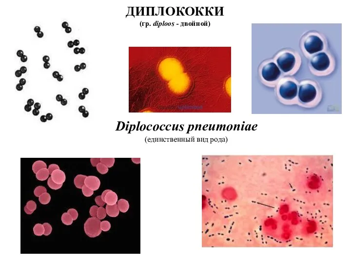 ДИПЛОКОККИ (гр. diploos - двойной) Diplococcus pneumoniae (единственный вид рода)