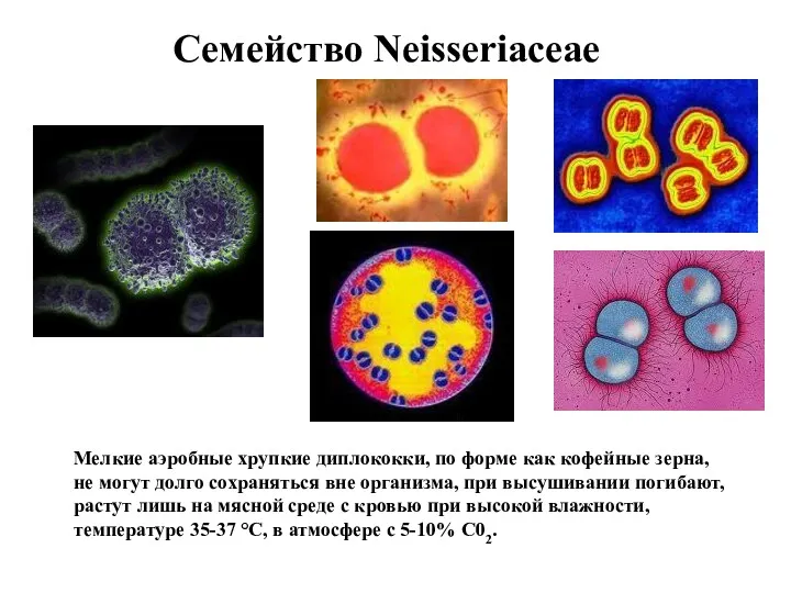Мелкие аэробные хрупкие диплококки, по форме как кофейные зерна, не