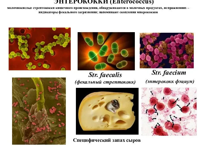 ЭНТЕРОКОККИ (Enterococcus) молочнокислые стрептококки кишечного происхождения, обнаруживаются в молочных продуктах,