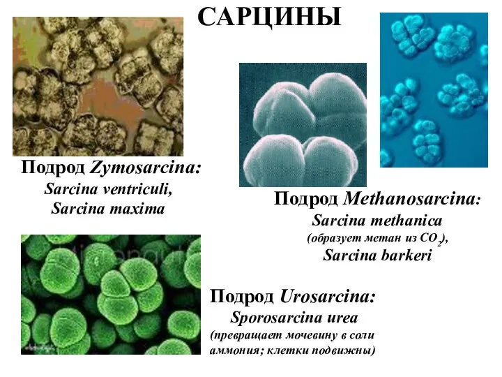 САРЦИНЫ Подрод Zymosarcina: Sarcina ventriculi, Sarcina maxima Подрод Methanosarcina: Sarcina