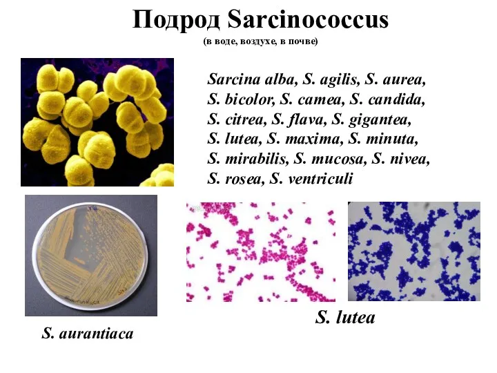 Подрод Sarcinococcus (в воде, воздухе, в почве) Sarcina alba, S.