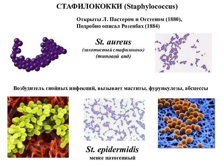 СТАФИЛОКОККИ (Staphylococcus) St. aureus (золотистый стафилококк) (типовой вид) St. epidermidis