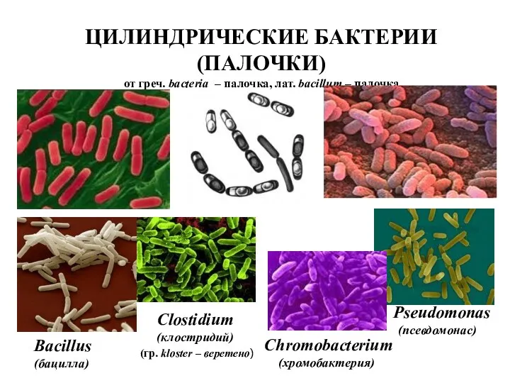 ЦИЛИНДРИЧЕСКИЕ БАКТЕРИИ (ПАЛОЧКИ) от греч. bacteria – палочка, лат. bacillum