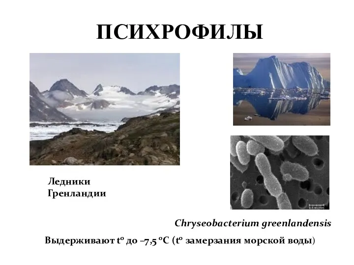 ПСИХРОФИЛЫ Chryseobacterium greenlandensis Ледники Гренландии Выдерживают t0 до –7,5 0С (t0 замерзания морской воды)