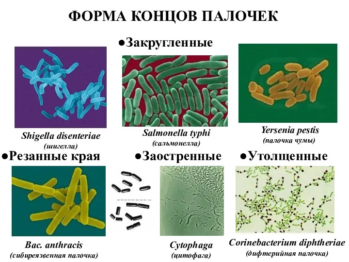 ФОРМА КОНЦОВ ПАЛОЧЕК Закругленные Salmonella typhi (сальмонелла) Shigella disenteriae (шигелла)