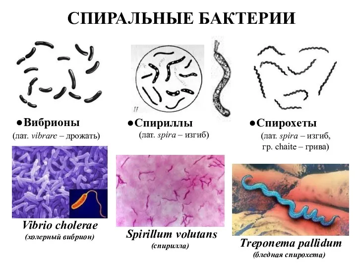 СПИРАЛЬНЫЕ БАКТЕРИИ Вибрионы Vibrio cholerae (холерный вибрион) Spirillum volutans (спирилла)