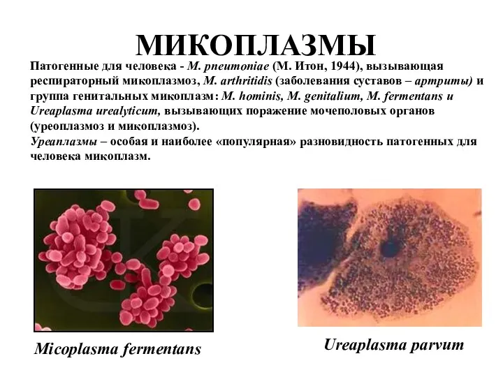 МИКОПЛАЗМЫ Патогенные для человека - M. pneumoniae (М. Итон, 1944),