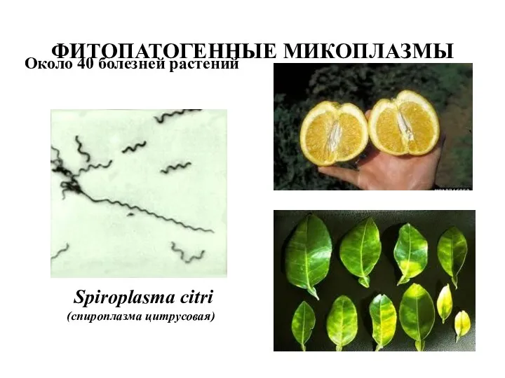 ФИТОПАТОГЕННЫЕ МИКОПЛАЗМЫ Spiroplasma citri (спироплазма цитрусовая) Около 40 болезней растений