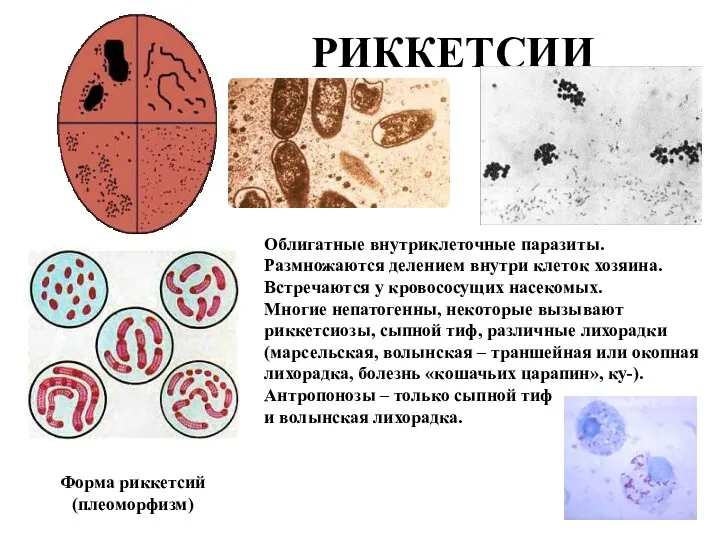 РИККЕТСИИ Форма риккетсий (плеоморфизм) Облигатные внутриклеточные паразиты. Размножаются делением внутри