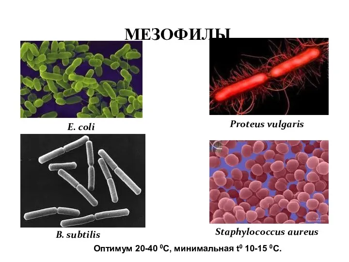 МЕЗОФИЛЫ E. coli B. subtilis Proteus vulgaris Staphylococcus aureus Оптимум 20-40 0С, минимальная t0 10-15 0С.