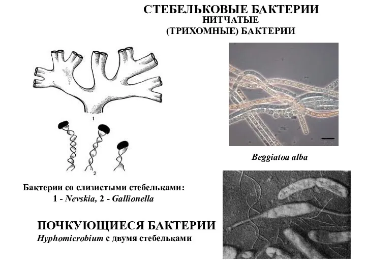 НИТЧАТЫЕ (ТРИХОМНЫЕ) БАКТЕРИИ Веggiatoa alba Бактерии со слизистыми стебельками: 1