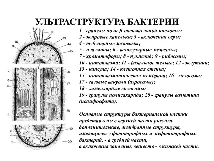 УЛЬТРАСТРУКТУРА БАКТЕРИИ 1 - гранулы поли-β-оксимасляной кислоты; 2 - жировые