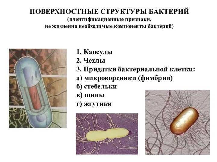 ПОВЕРХНОСТНЫЕ СТРУКТУРЫ БАКТЕРИЙ (идентификационные признаки, не жизненно необходимые компоненты бактерий)