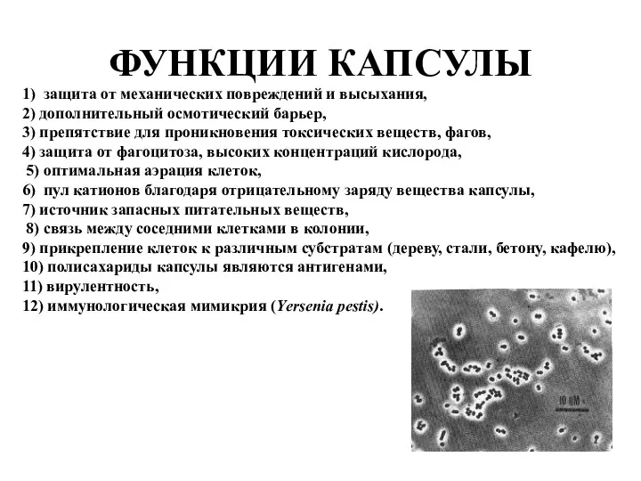 ФУНКЦИИ КАПСУЛЫ 1) защита от механических повреждений и высыхания, 2)