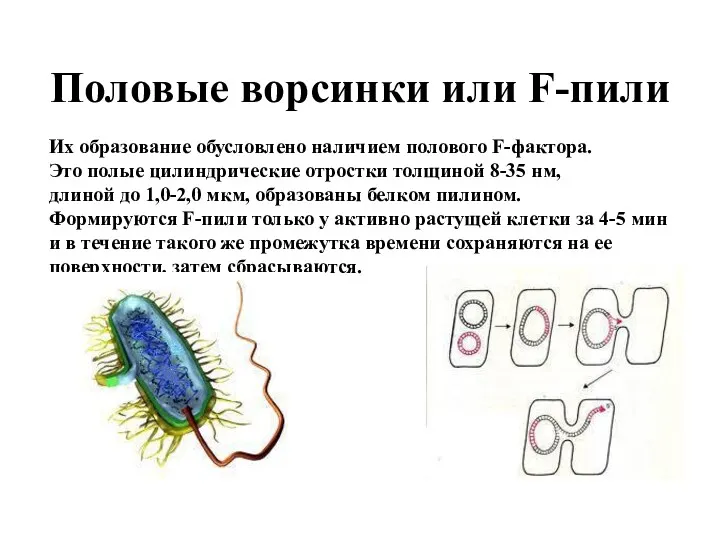 Половые ворсинки или F-пили Их образование обусловлено наличием полового F-фактора.