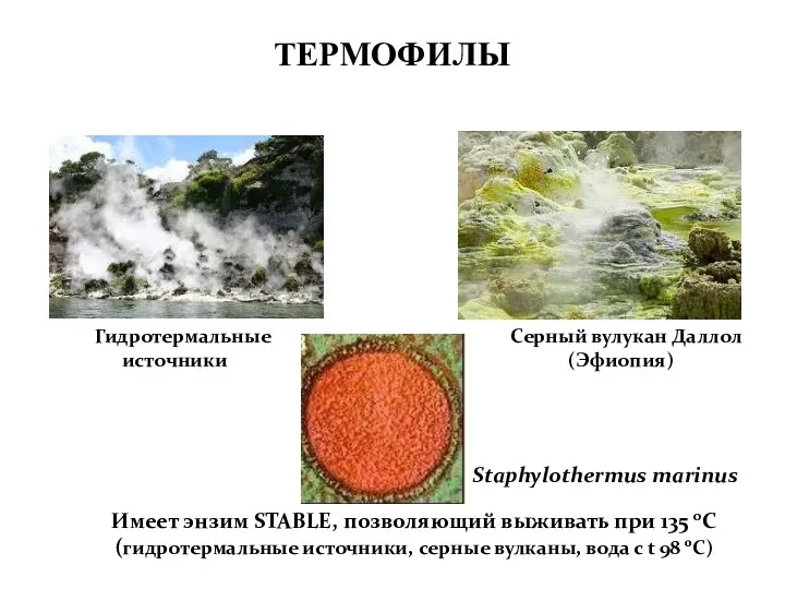 ТЕРМОФИЛЫ Имеет энзим STABLE, позволяющий выживать при 135 0С (гидротермальные