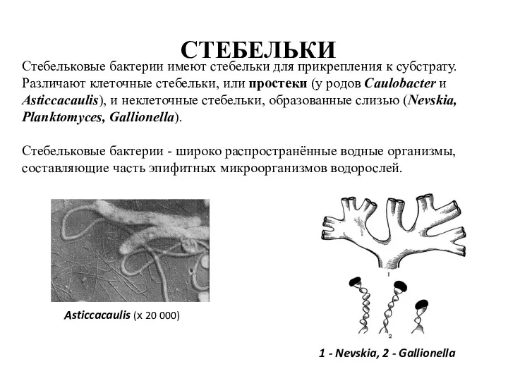 СТЕБЕЛЬКИ Стебельковые бактерии имеют стебельки для прикрепления к субстрату. Различают