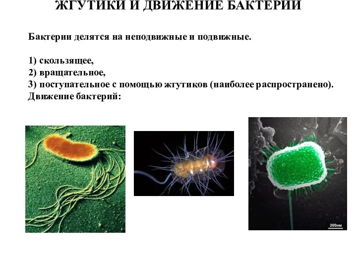 ЖГУТИКИ И ДВИЖЕНИЕ БАКТЕРИЙ Бактерии делятся на неподвижные и подвижные.