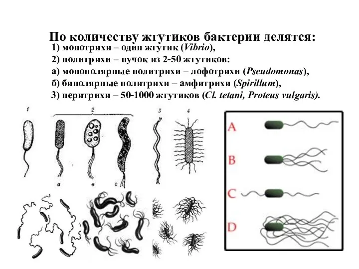 По количеству жгутиков бактерии делятся: 1) монотрихи – один жгутик