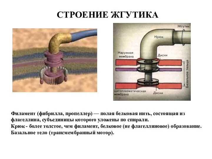 СТРОЕНИЕ ЖГУТИКА Филамент (фибрилла, пропеллер) — полая белковая нить, состоящая