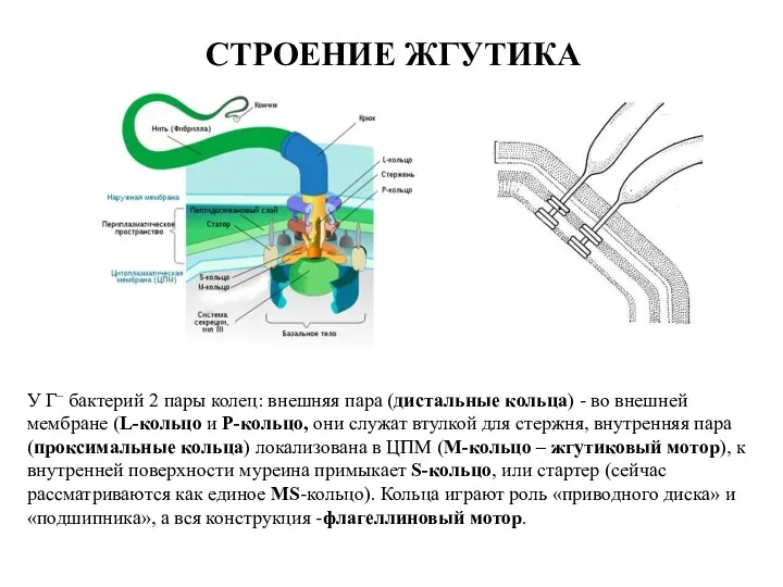 СТРОЕНИЕ ЖГУТИКА У Г– бактерий 2 пары колец: внешняя пара