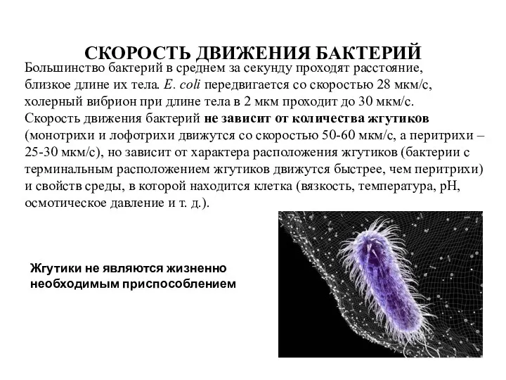 СКОРОСТЬ ДВИЖЕНИЯ БАКТЕРИЙ Большинство бактерий в среднем за секунду проходят