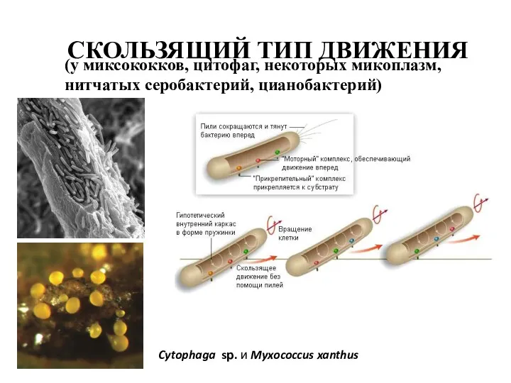 СКОЛЬЗЯЩИЙ ТИП ДВИЖЕНИЯ (у миксококков, цитофаг, некоторых микоплазм, нитчатых серобактерий, цианобактерий) Cytophaga sр. и Myxococcus xanthus