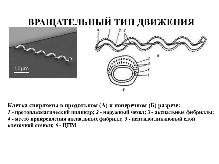 ВРАЩАТЕЛЬНЫЙ ТИП ДВИЖЕНИЯ Клетка спирохеты в продольном (А) и поперечном
