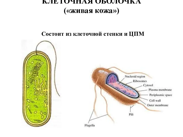 КЛЕТОЧНАЯ ОБОЛОЧКА («живая кожа») Состоит из клеточной стенки и ЦПМ